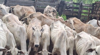 Os animais estavam extremamente magros, com ossos visíveis e sem qualquer cobertura de gordura, em avançado estado de desnutrição e grave risco de morte / Foto: PMA/Reprodução