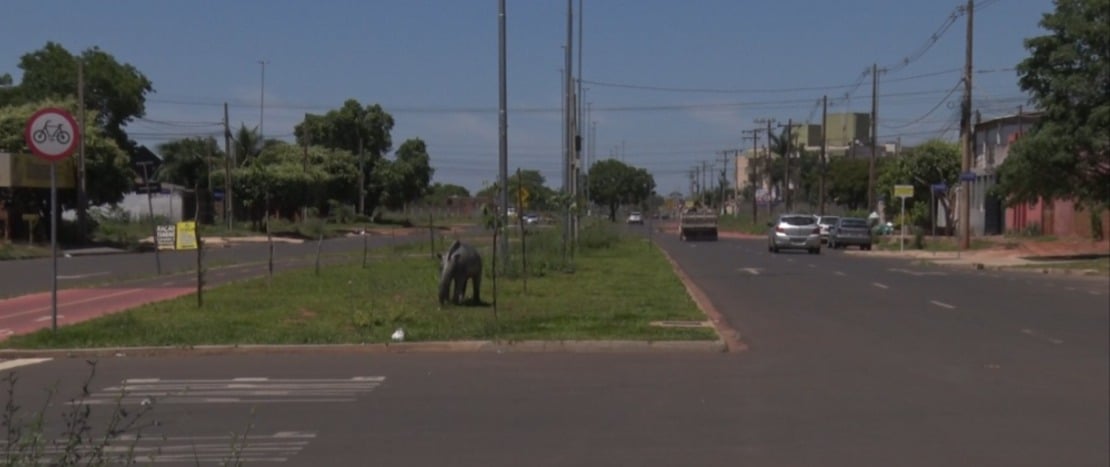 Sargento Rodrigues apresentou indicação ao Executivo para evitar novos acidentes no cruzamento com a rua José Amílcar Congro Bastos. Foto: Reprodução/TVC HD.