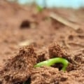 Chuvas regulares aceleraram a semeadura entre outubro e novembro - Foto: Arquivo  -Aprosoja/MS