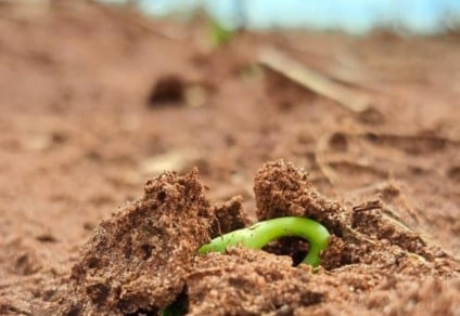 Chuvas regulares aceleraram a semeadura entre outubro e novembro - Foto: Arquivo  -Aprosoja/MS