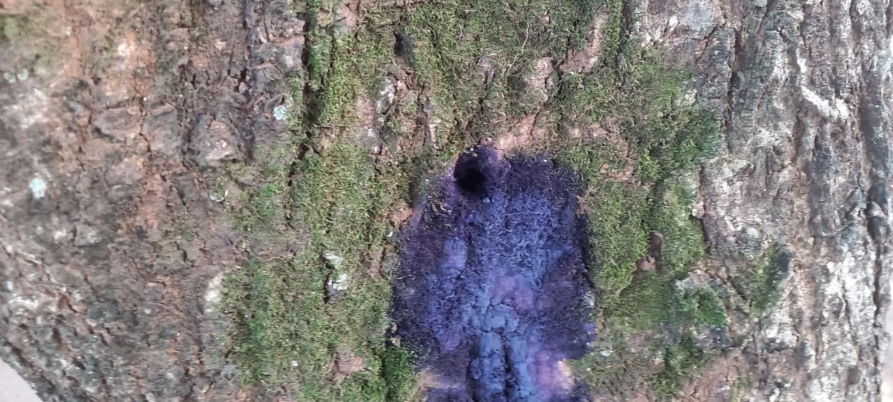 Secretaria de Meio Ambiente foi informada do crime ambiental e irá acionar Polícia Civil para investigar o caso. Foto: Alfredo Neto/RCN67.