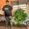 Apreensão de planta de maconha ocorreu durante cumprimento de mandado - Foto: Divulgação/ Polícia Civil MS