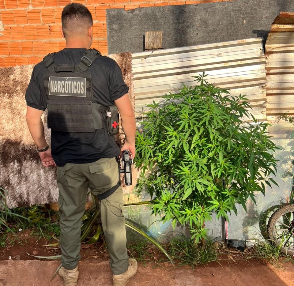 Apreensão de planta de maconha ocorreu durante cumprimento de mandado - Foto: Divulgação/ Polícia Civil MS