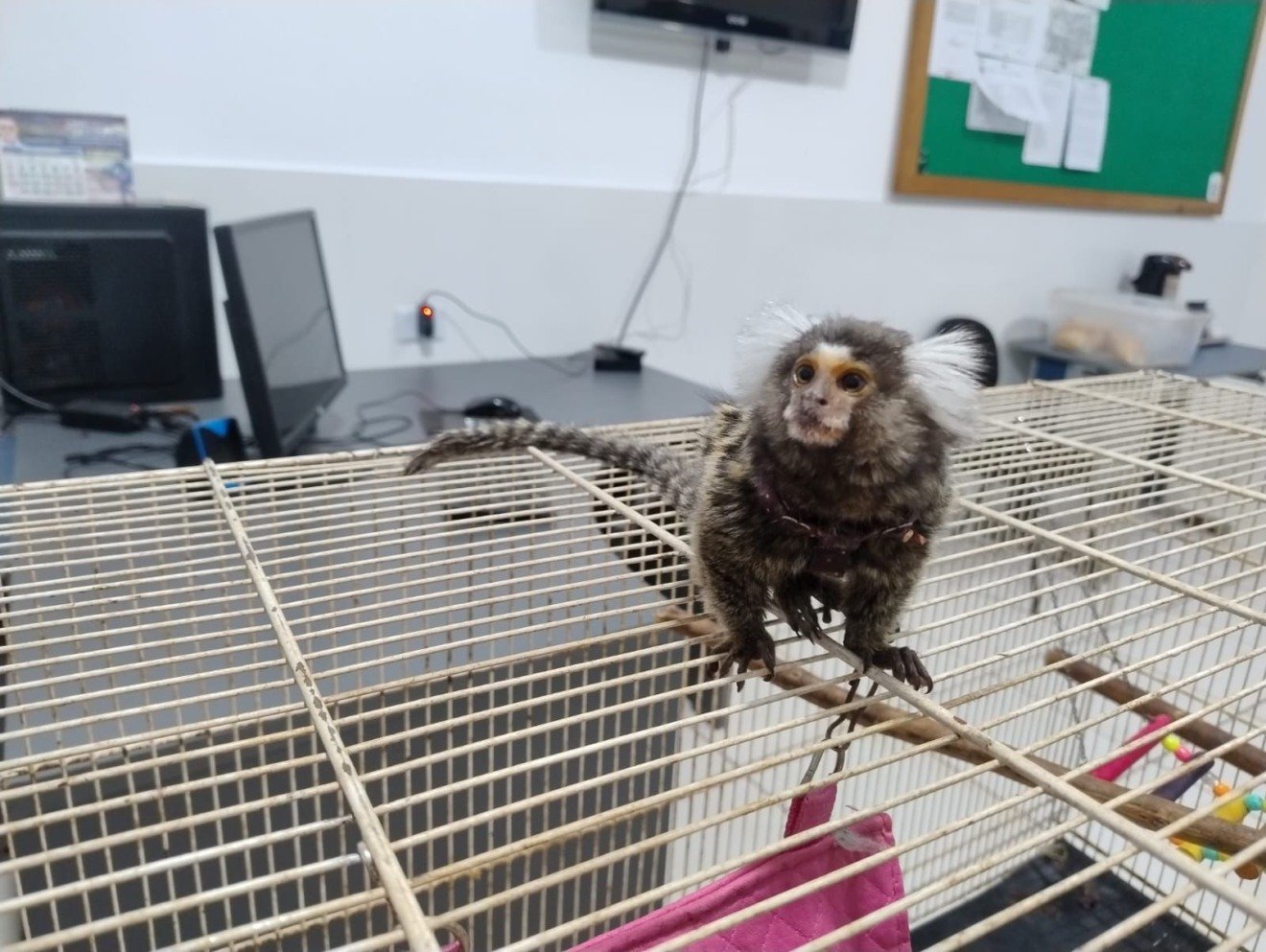 A PMA ressalta que é crime manter animal silvestre em cativeiro sem autorização do Ibama.