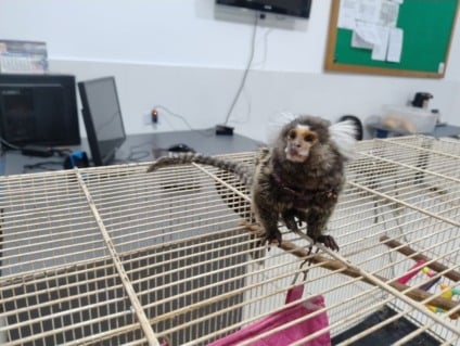 PMA autua morador de Três Lagoas por manter sagui em cativeiro ilegal