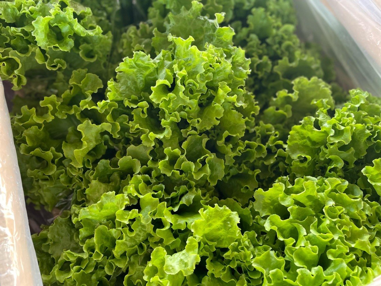 Boletim semanal mostra redução de até 12,5% em hortaliças - Foto: Divulgação/Ceasa-MS