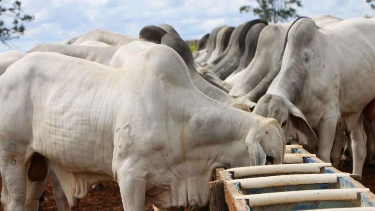 (Foto: Reprodução/ Acrissul) (Foto: Reprodução/ Acrissul)