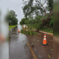 Chuva forte causou quedas de galhos e fios de energia em vários pontos de Amambai (Foto: Reprodução/ Amambaí Notícias)