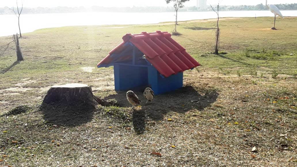 Vereador Davis Martinelli diz que na gestão passada só houve investimentos em casas para corujas - Foto: Arquivo. Vereador Davis Martinelli diz que na gestão passada só houve investimentos em casas para corujas - Foto: Arquivo.