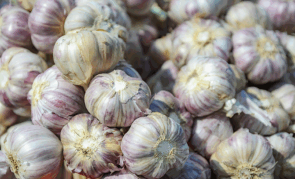 Publicação do Ministério da Agricultura orienta produtores - Foto: Divulgação/Mapa