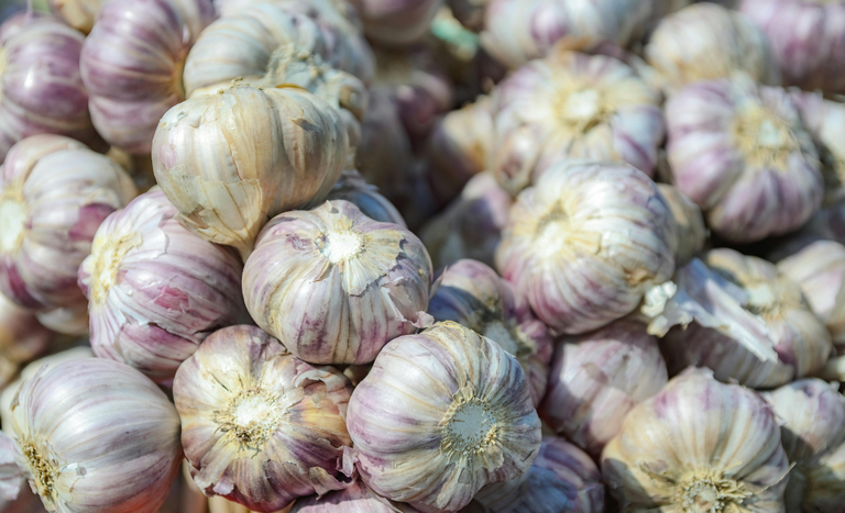 Publicação do Ministério da Agricultura orienta produtores - Foto: Divulgação/Mapa Publicação do Ministério da Agricultura orienta produtores - Foto: Divulgação/Mapa