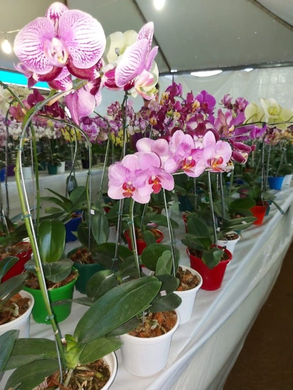 Rede Feminina de Combate ao Câncer promove edição da Expoflor a partir de amanhã em Dourados