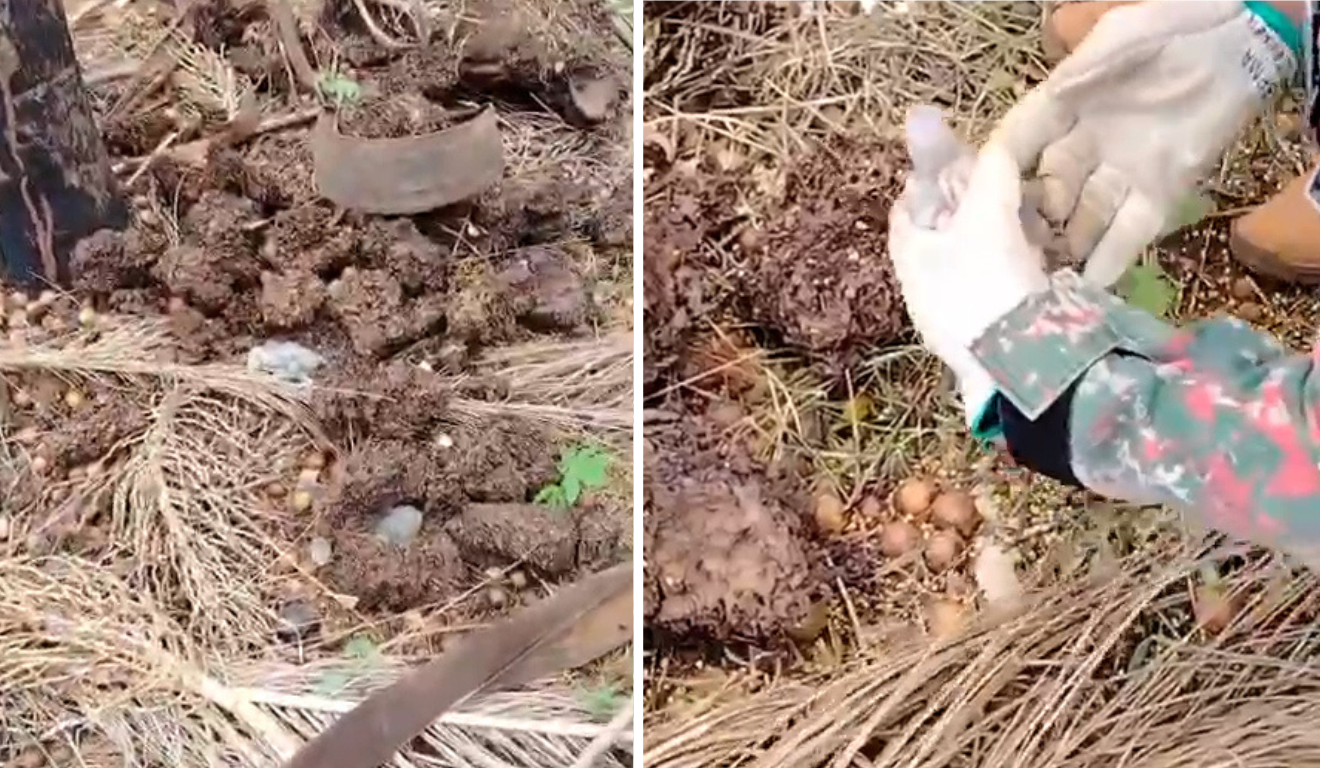 Um terceiro animal foi encontrado morto (Foto: Reprodução/ PMA) Um terceiro animal foi encontrado morto (Foto: Reprodução/ PMA)