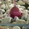 Produção brasileira de carne de frango pode atingir 15,86 milhões de toneladas em 2026 - Foto: Arquivo/Agência Brasil