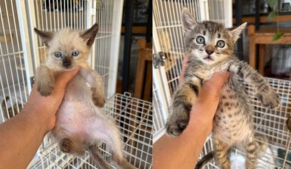 ONG busca reduzir superlotação e incentivar adoções responsáveis - Foto/Divulgação