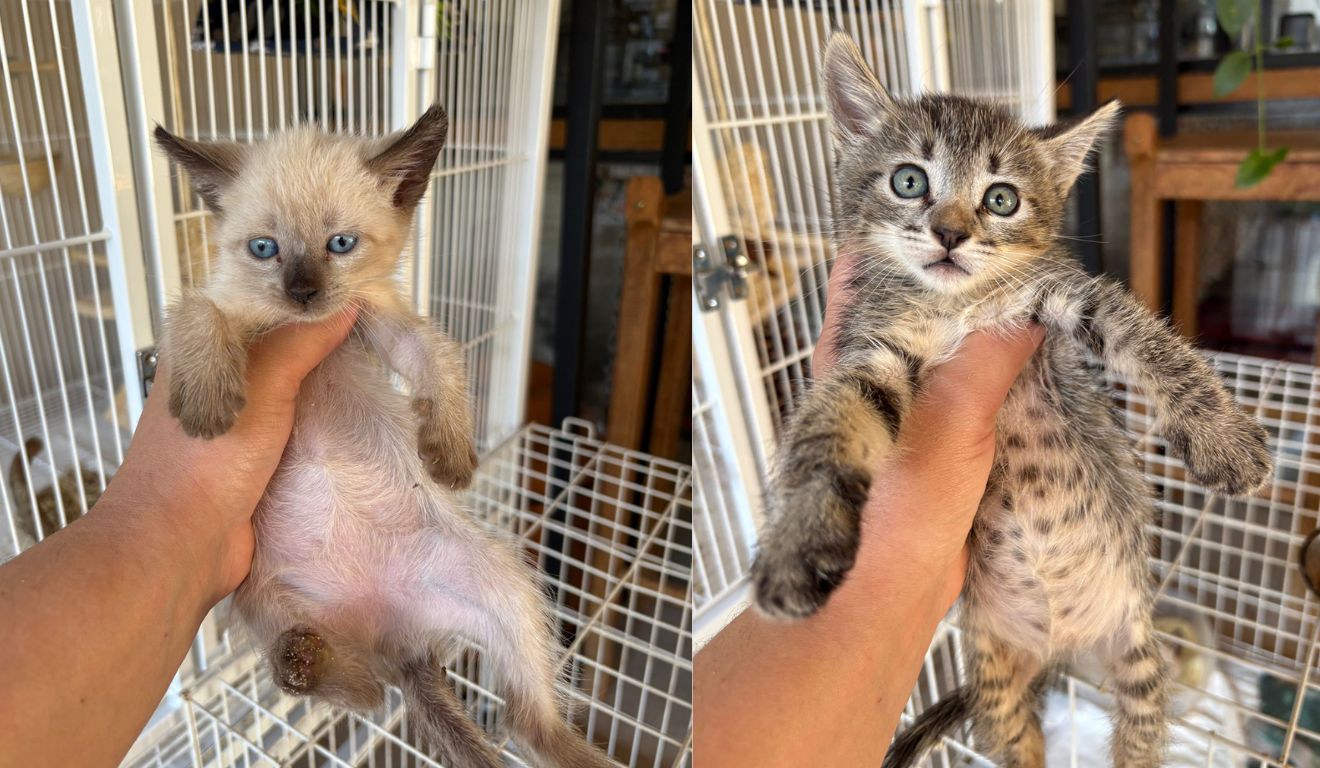 ONG busca reduzir superlotação e incentivar adoções responsáveis - Foto/Divulgação