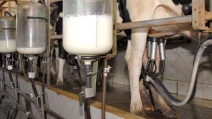 Programa com entrega de vacas Girolando busca reverter redução e fortalecer pequenos produtores (Foto: Reprodução/ Governo de MS)