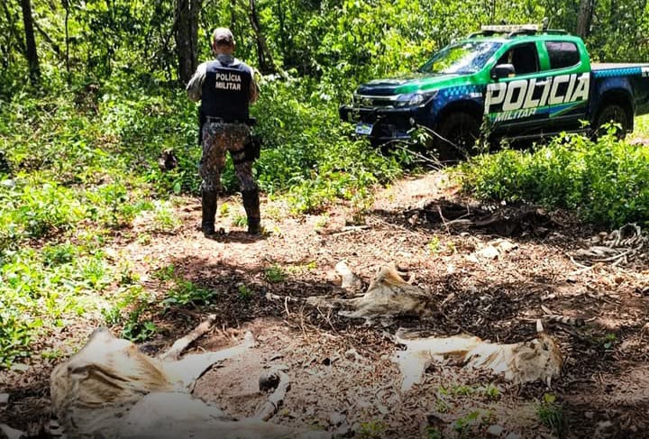 Fiscalização constatou pasto degradado e rebanho em situação crítica de desnutrição em Cassilândia. Fiscalização constatou pasto degradado e rebanho em situação crítica de desnutrição em Cassilândia.