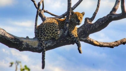 Avistamentos urbanos aumentam em Corumbá e Ladário (Foto: Reprodução/ IHP)