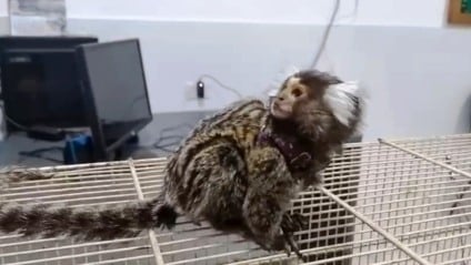 Resgate de Sagui reforça alerta sobre crime de criar animal silvestre