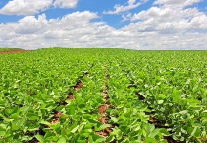 Cultivo já foi realizado em 3,26 milhões de hectares - Foto: Divulgação/Semadesc