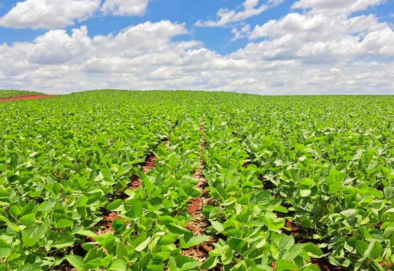 Cultivo já foi realizado em 3,26 milhões de hectares - Foto: Divulgação/Semadesc