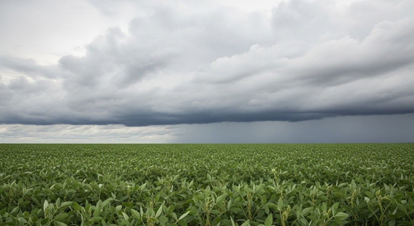 Lavoura de soja em Mato Grosso do Sul sob céu nublado após chuva