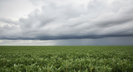 Lavoura de soja em Mato Grosso do Sul sob céu nublado após chuva