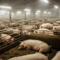 Suíno brasileiro: volume e receita firmes no acumulado de janeiro a outubro