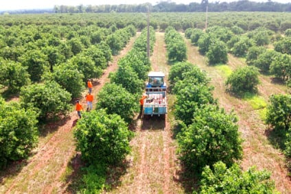 Citricultura avança em MS com meta de 100 mil hectares e novos projetos
