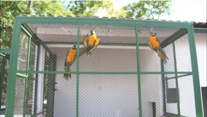 Novo Centro de Triagem de Três Lagoas terá capacidade para atender 16 animais silvestres