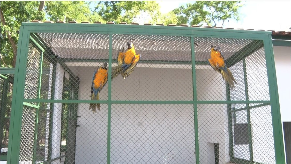 Estrutura do novo Cetas em Três Lagoas é instalada no complexo da Polícia Militar Ambiental. Foto: Reprodução/TVC HD. Estrutura do novo Cetas em Três Lagoas é instalada no complexo da Polícia Militar Ambiental. Foto: Reprodução/TVC HD.