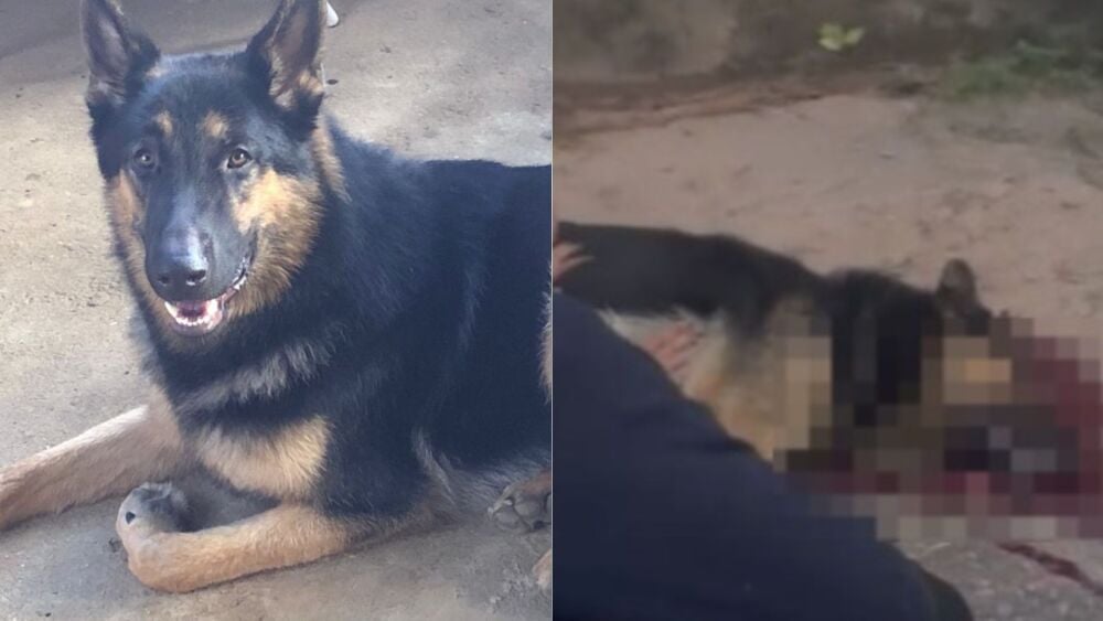 Na imagem ilustrativa, um cão, também da raça pastor-alemão, morto nas mesmas condições - Foto/Arquivo