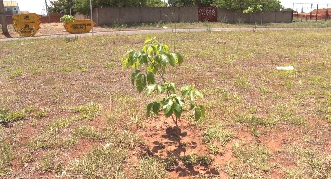 A Secretaria reforça que os moradores podem contribuir regando as mudas próximas às suas residências, evitando danos e comunicando o setor em caso de vandalismo. Foto: Reprodução/TVC HD.