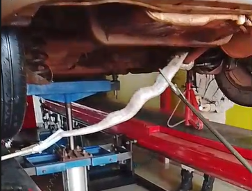 Animal foi devolvido ao seu habitat natural/Foto: PMA/Reprodução