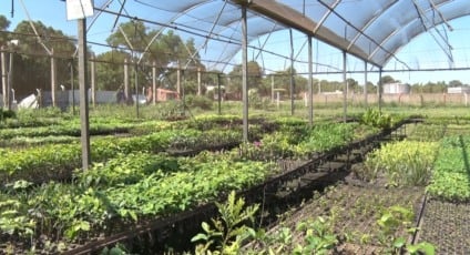 Amor que cultiva: um homem e sua vida em meio às plantas
