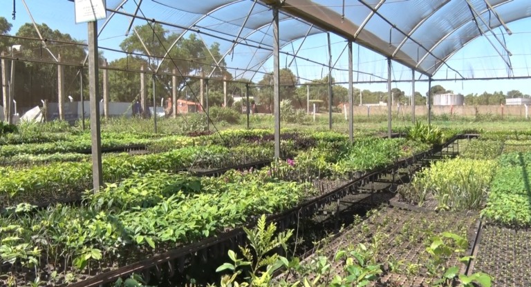 Amor que cultiva: um homem e sua vida em meio às plantas