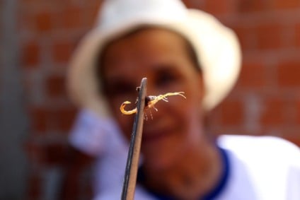 Saiba como agir e quem procurar caso encontre um animal peçonhento
