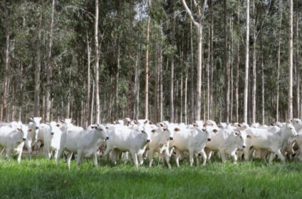 Estima-se que cerca de 4,7 milhões de hectares estejam em condições passíveis de recuperação - Foto: Saul Schramm, Secom/arquivo