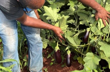 Entregas semanais de alimentos frescos abastecem escolas da Rede Estadual de Ensino em Mato Grosso do Sul - Foto: Divulgação/ Governo de MS