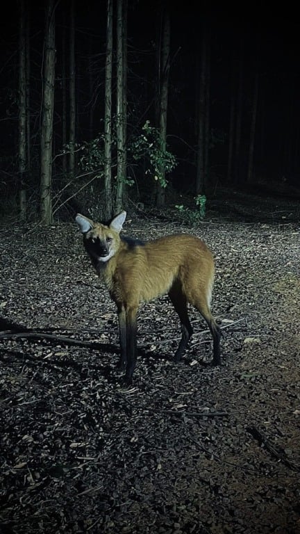 Eldorado registra avistamento de lobo-guará em área florestal de Água Clara