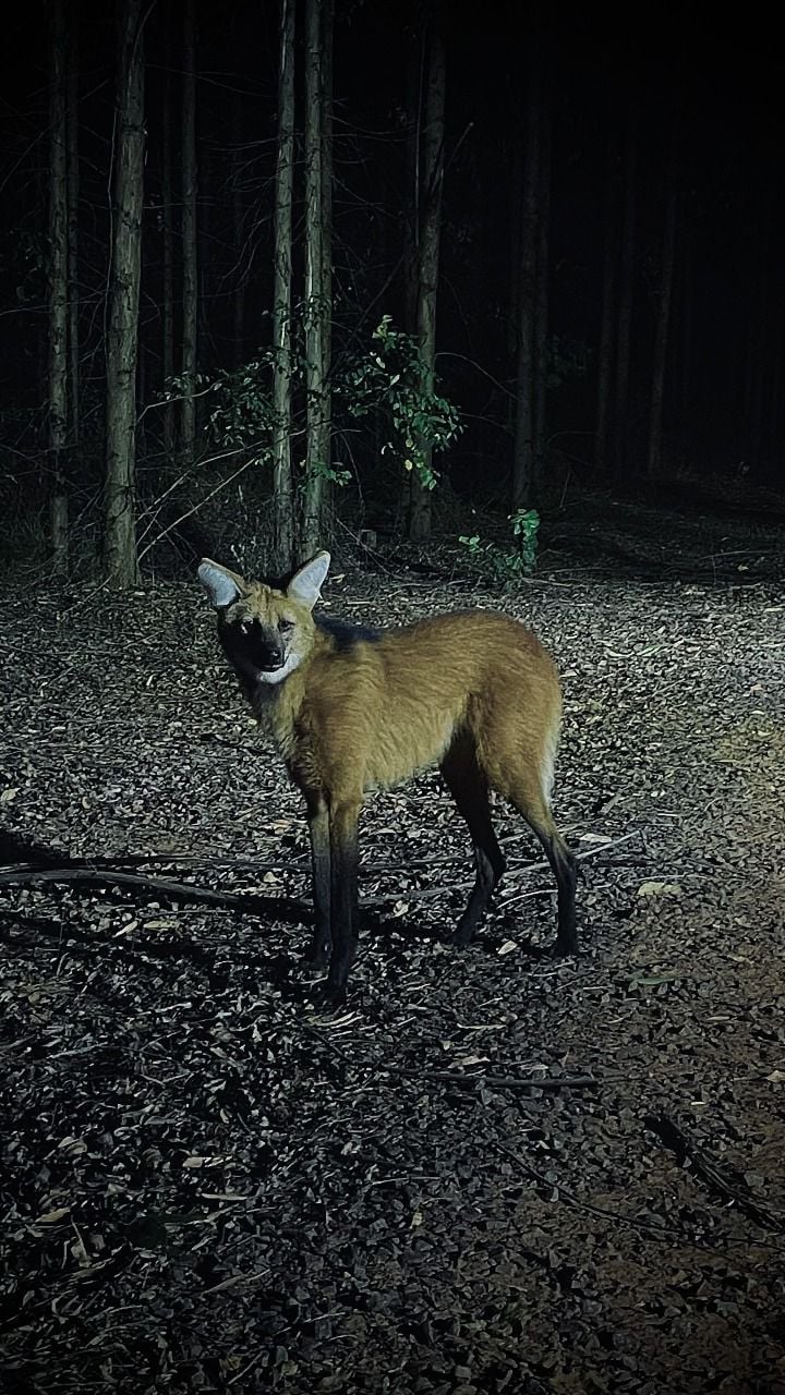 Até o final de 2024, os programas de monitoramento da Eldorado já haviam identificado 45 indivíduos de lobo-guará em suas áreas florestais. Foto: Divulgação/Eldorado Brasil. Até o final de 2024, os programas de monitoramento da Eldorado já haviam identificado 45 indivíduos de lobo-guará em suas áreas florestais. Foto: Divulgação/Eldorado Brasil.