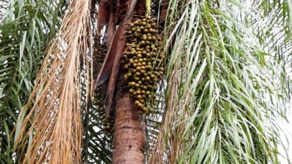Projeto foi desenvolvido em Nova Andradina / Foto: Michael Franco/Divulgação
