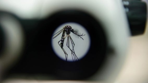 (Foto: Reprodução/ WMP Brasil)