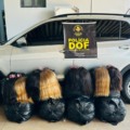 Cabelo humano apreendido pelo DOF estava distribuído em sacolas dentro de um T-Cross abordado na MS-164 - Foto: Divulgação/ DOF MS