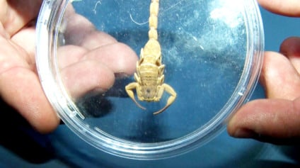 Mais de 750 ataques de escorpiões são registrados em Três Lagoas