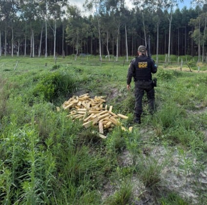 Em Ponta Porã foram apreendidos 320kg de maconha no domingo - Foto: Divulgação/DOF