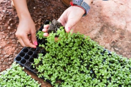 Políticas públicas levaram estrutura, capacitação e cidadania a milhares de famílias do campo - Reprodução/Prefeitura de Campo Grande