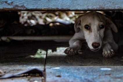Especialistas destacam que planejamento é essencial para o bem-estar dos animais - Foto: Divulgação/Senado Federal