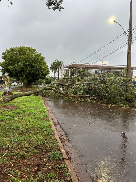 Árvore caída na Rua João Rosa Góes com a Rua Iguassu. (Foto: Felipe Corrêa) 